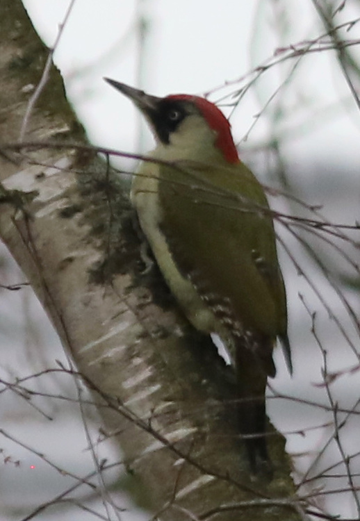 Picus viridis
