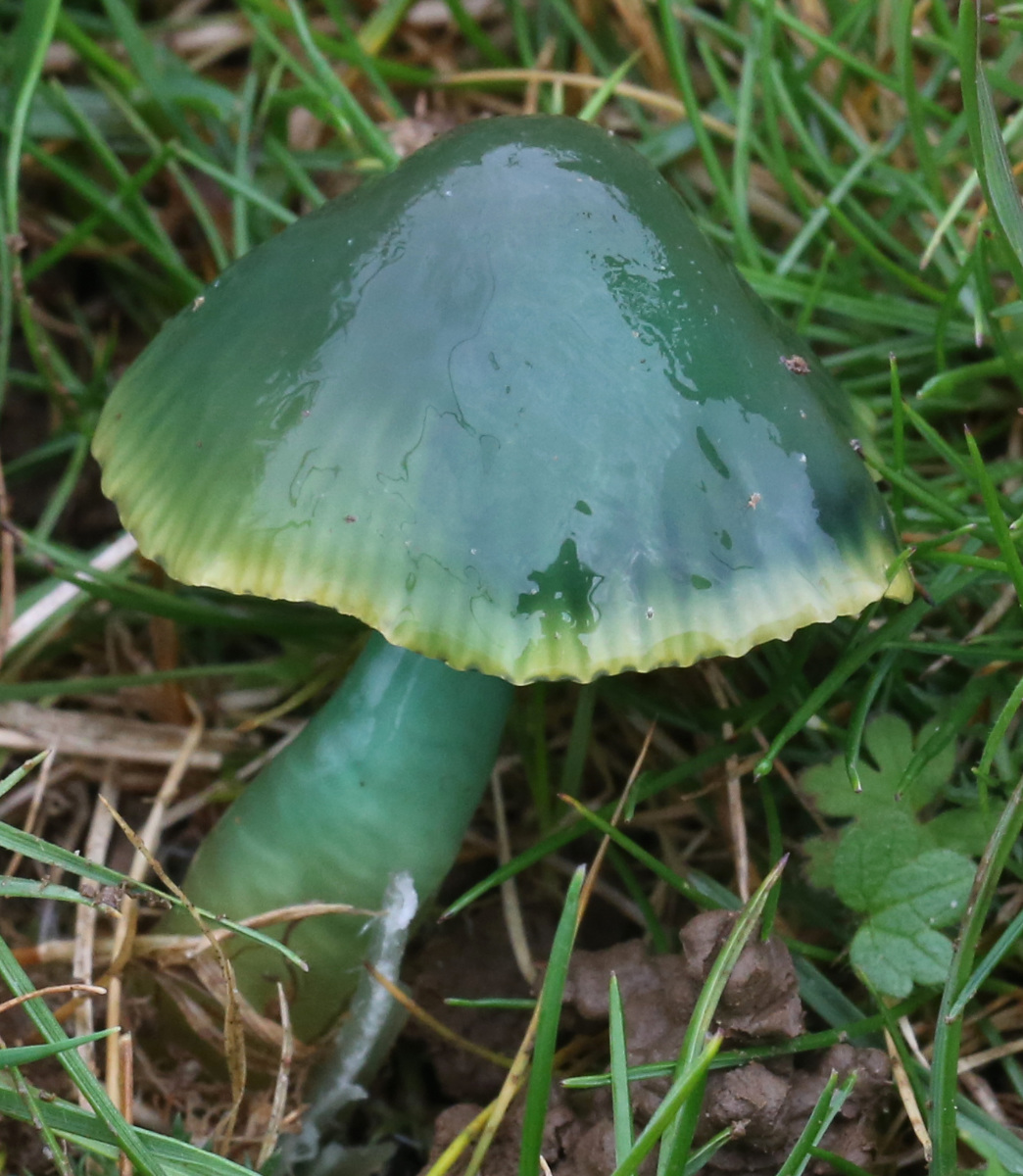 Gliophorus psittacinus