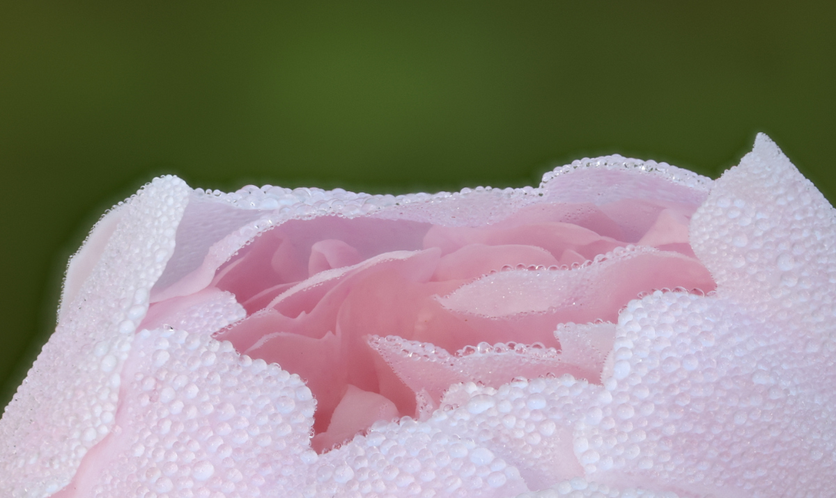 Mai 2022 - Pivoine (Athos-Aspis)