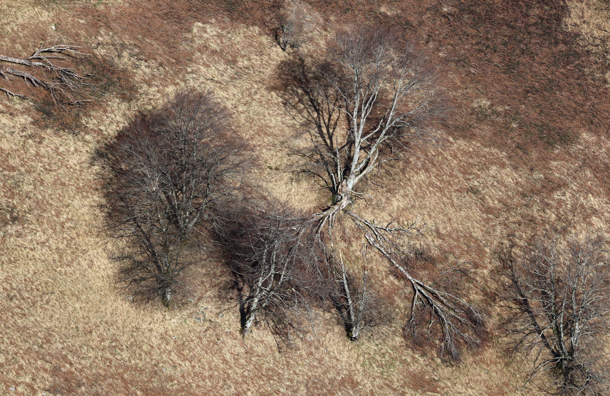 Février 2026 - Arbres, vue depuis le Turon d'Aurey (Sarrance)